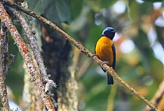 Golden-rumped Euphonia